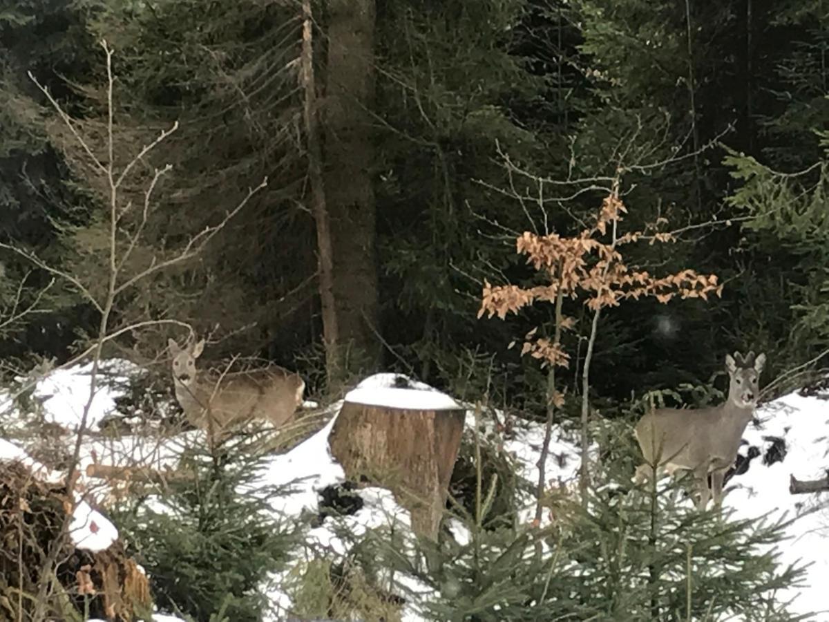 Chata Pod Skocznia Wisla Malinka Villa Oda fotoğraf